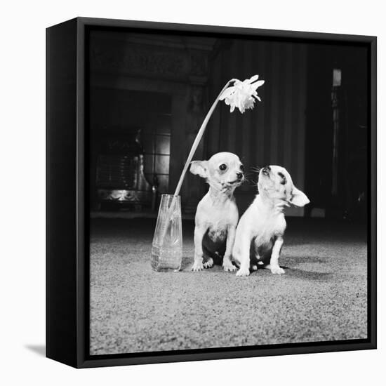 Two Pups Looking at a Flower in a Vase, 1962-Howard Walker-Framed Premier Image Canvas