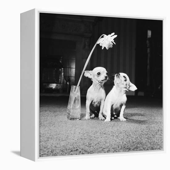 Two Pups Looking at a Flower in a Vase, 1962-Howard Walker-Framed Premier Image Canvas