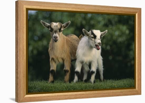 Two Pygmy Goats-DLILLC-Framed Premier Image Canvas