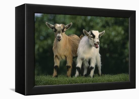 Two Pygmy Goats-DLILLC-Framed Premier Image Canvas