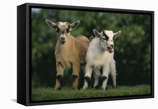 Two Pygmy Goats-DLILLC-Framed Premier Image Canvas
