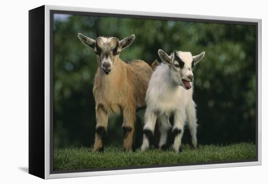 Two Pygmy Goats-DLILLC-Framed Premier Image Canvas