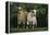 Two Pygmy Goats-DLILLC-Framed Premier Image Canvas