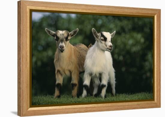 Two Pygmy Goats-DLILLC-Framed Premier Image Canvas