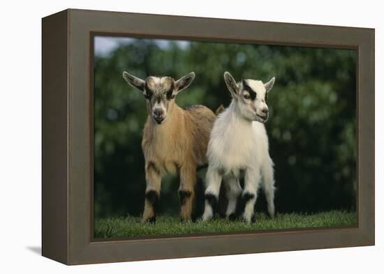 Two Pygmy Goats-DLILLC-Framed Premier Image Canvas