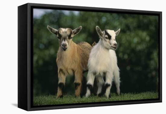 Two Pygmy Goats-DLILLC-Framed Premier Image Canvas