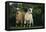 Two Pygmy Goats-DLILLC-Framed Premier Image Canvas