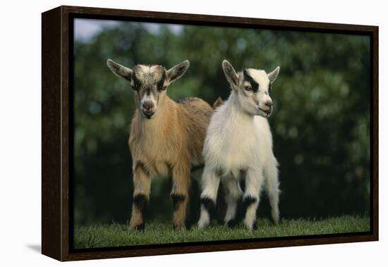 Two Pygmy Goats-DLILLC-Framed Premier Image Canvas