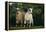 Two Pygmy Goats-DLILLC-Framed Premier Image Canvas