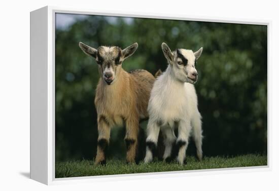 Two Pygmy Goats-DLILLC-Framed Premier Image Canvas