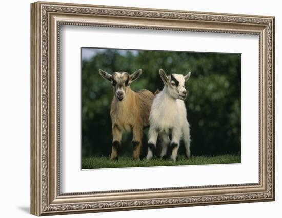 Two Pygmy Goats-DLILLC-Framed Photographic Print