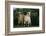 Two Pygmy Goats-DLILLC-Framed Photographic Print