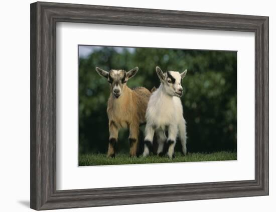 Two Pygmy Goats-DLILLC-Framed Photographic Print