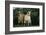 Two Pygmy Goats-DLILLC-Framed Photographic Print