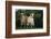 Two Pygmy Goats-DLILLC-Framed Photographic Print