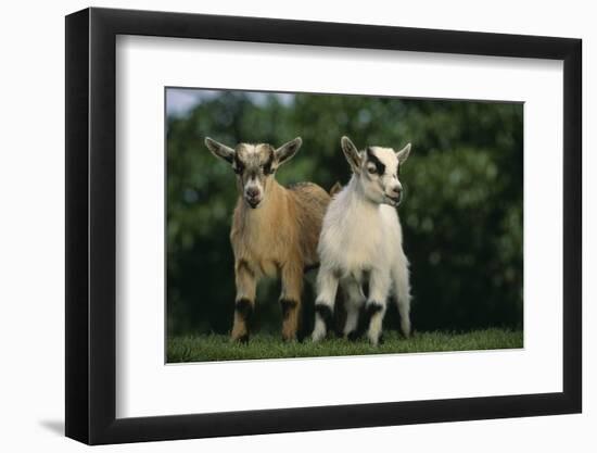 Two Pygmy Goats-DLILLC-Framed Photographic Print