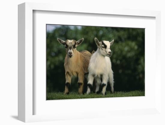 Two Pygmy Goats-DLILLC-Framed Photographic Print