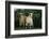 Two Pygmy Goats-DLILLC-Framed Photographic Print