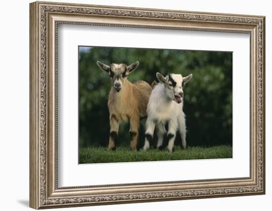 Two Pygmy Goats-DLILLC-Framed Photographic Print