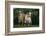 Two Pygmy Goats-DLILLC-Framed Photographic Print