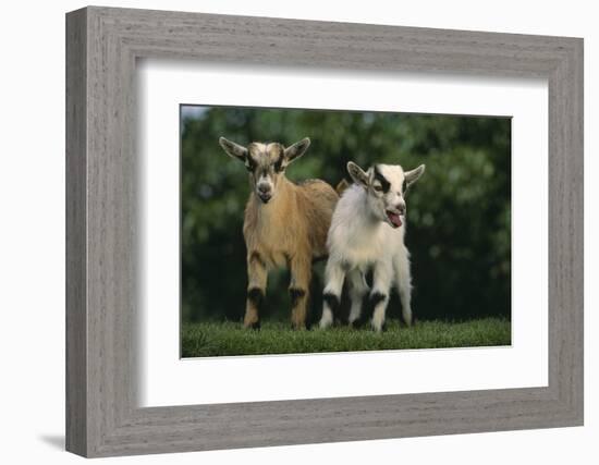 Two Pygmy Goats-DLILLC-Framed Photographic Print