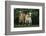 Two Pygmy Goats-DLILLC-Framed Photographic Print