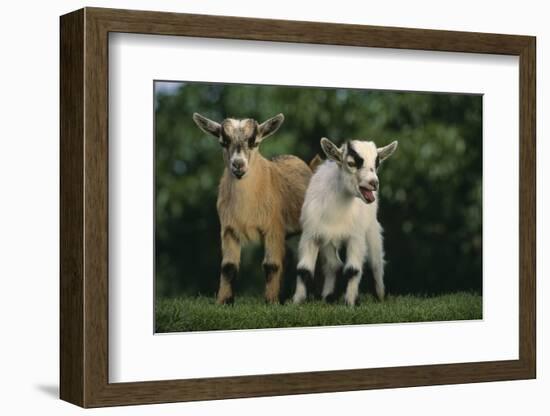 Two Pygmy Goats-DLILLC-Framed Photographic Print