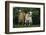 Two Pygmy Goats-DLILLC-Framed Photographic Print