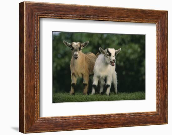 Two Pygmy Goats-DLILLC-Framed Photographic Print