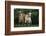 Two Pygmy Goats-DLILLC-Framed Photographic Print