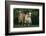 Two Pygmy Goats-DLILLC-Framed Photographic Print