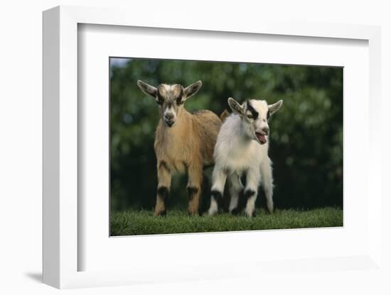 Two Pygmy Goats-DLILLC-Framed Photographic Print