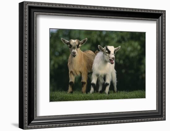 Two Pygmy Goats-DLILLC-Framed Photographic Print