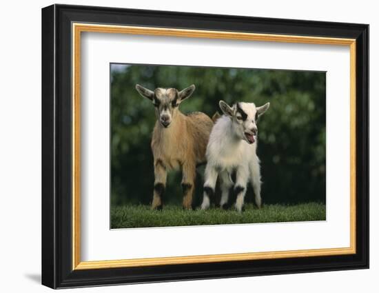 Two Pygmy Goats-DLILLC-Framed Photographic Print