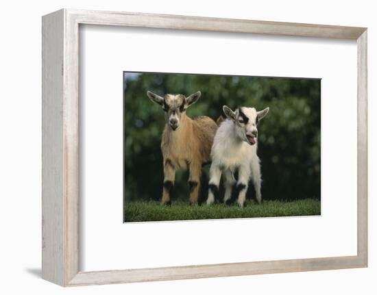 Two Pygmy Goats-DLILLC-Framed Photographic Print