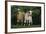 Two Pygmy Goats-DLILLC-Framed Photographic Print