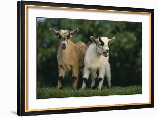 Two Pygmy Goats-DLILLC-Framed Photographic Print