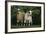 Two Pygmy Goats-DLILLC-Framed Photographic Print