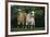 Two Pygmy Goats-DLILLC-Framed Photographic Print