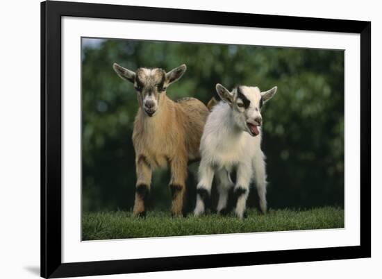 Two Pygmy Goats-DLILLC-Framed Photographic Print