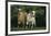 Two Pygmy Goats-DLILLC-Framed Photographic Print