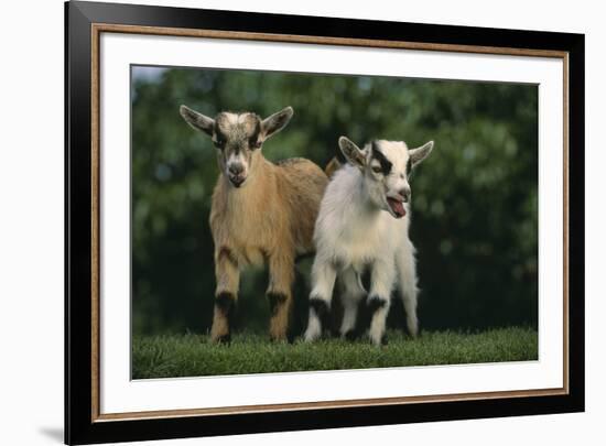 Two Pygmy Goats-DLILLC-Framed Photographic Print