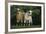 Two Pygmy Goats-DLILLC-Framed Photographic Print