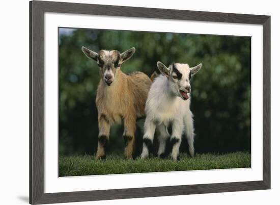 Two Pygmy Goats-DLILLC-Framed Photographic Print