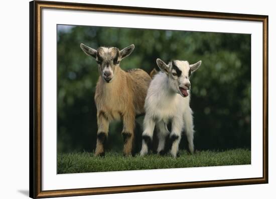 Two Pygmy Goats-DLILLC-Framed Photographic Print