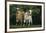 Two Pygmy Goats-DLILLC-Framed Photographic Print