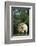 Two Pygmy Goats-DLILLC-Framed Photographic Print