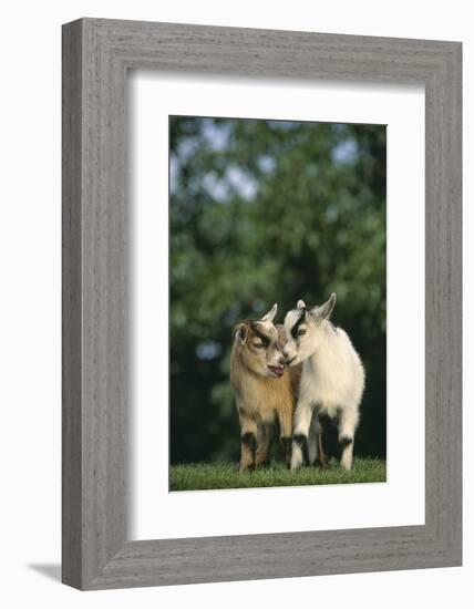 Two Pygmy Goats-DLILLC-Framed Photographic Print