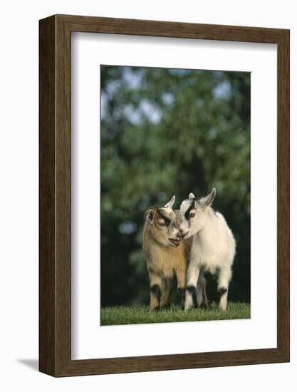 Two Pygmy Goats-DLILLC-Framed Photographic Print