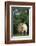 Two Pygmy Goats-DLILLC-Framed Photographic Print